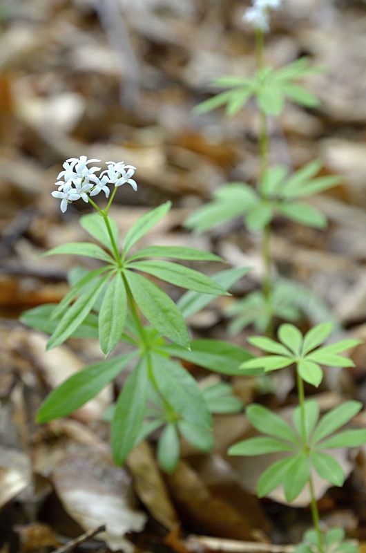 lipkavec marinkový Galium odoratum (L.) Scop.