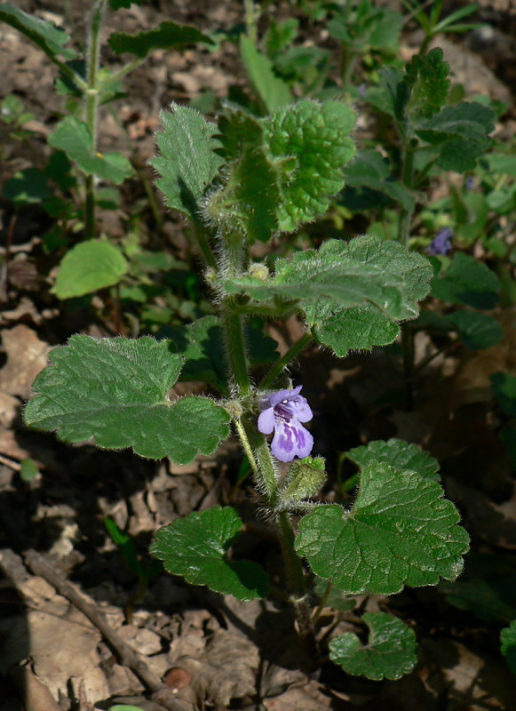 zádušník chlpatý - popenec chlupatý Glechoma hirsuta Waldst. et Kit.