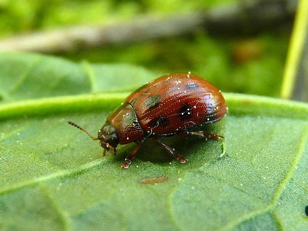 liskavka  Gonioctena decemnotata