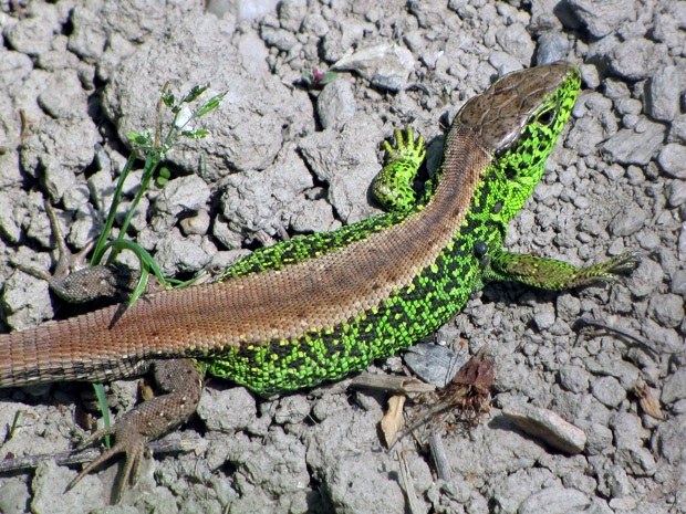 jašterička Lacerta agilis