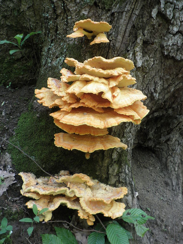 sírovec obyčajný Laetiporus sulphureus (Bull.) Murrill