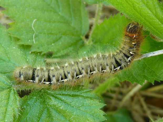 priadkovec dubový Lasiocampa quercus