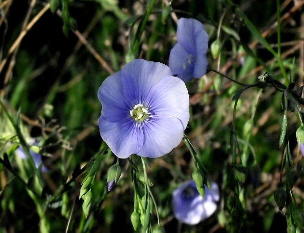 ľan rakúsky  Linum austriacum L.