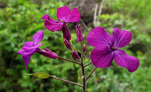 mesačnica ročná Lunaria annua L.