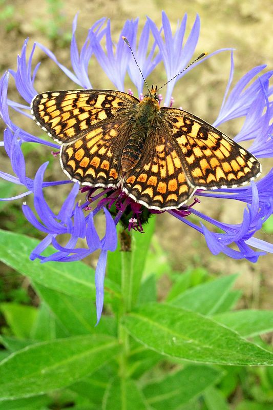 hnedáčik divozelový Melitaea phoebe