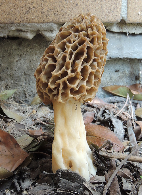 smrčok jedlý Morchella esculenta (L.) Pers.