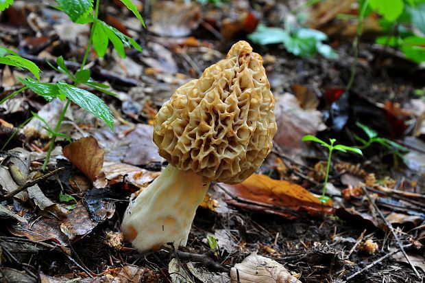 smrčok jedlý Morchella esculenta (L.) Pers.