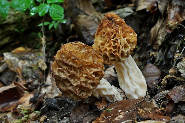 smrčok jedlý Morchella esculenta (L.) Pers.