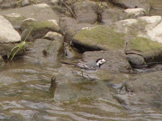 trasochvost biely Motacilla alba