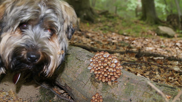 prilbička žltohlúbiková Mycena renati Quél.