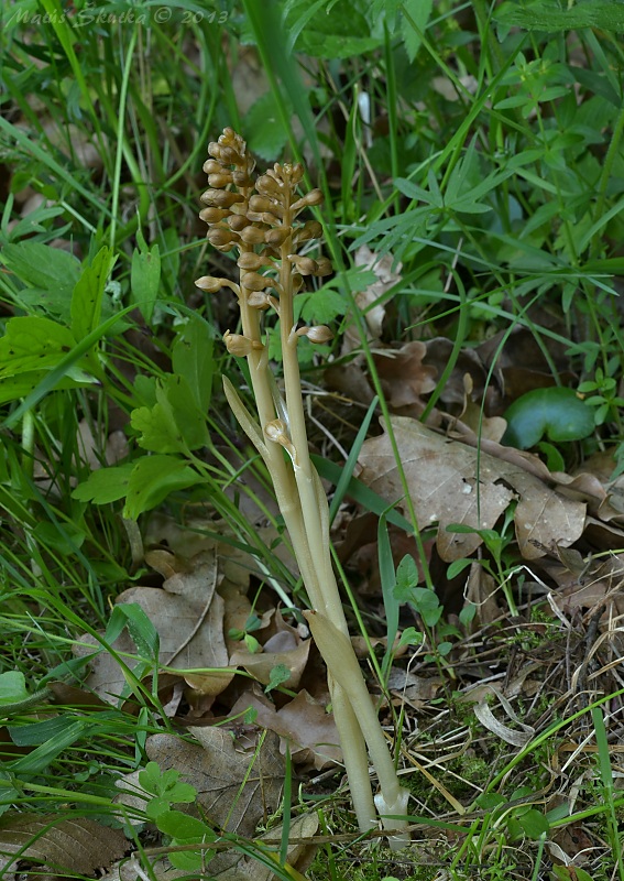 hniezdovka hlístová Neottia nidus-avis (L.) Rich.