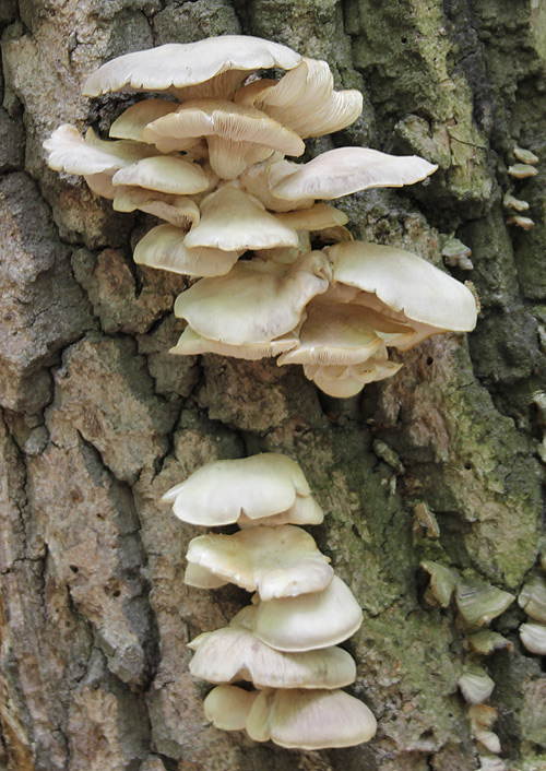 hliva buková Pleurotus pulmonarius (Fr.) Quél.