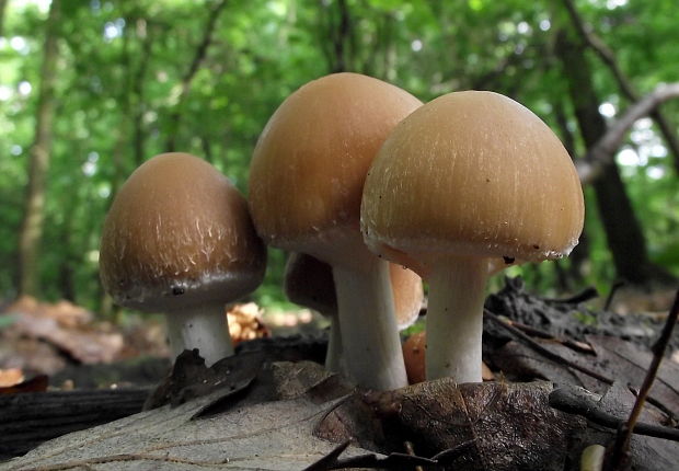 drobuľka hnedosivá Psathyrella spadiceogrisea (Schaeff.) Maire