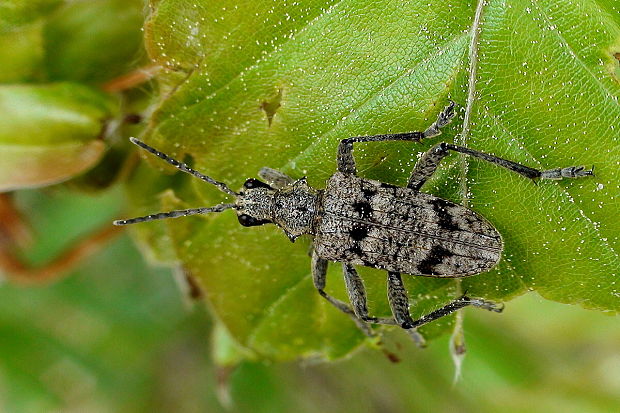 fuzáč kôrový Rhagium inquisitor