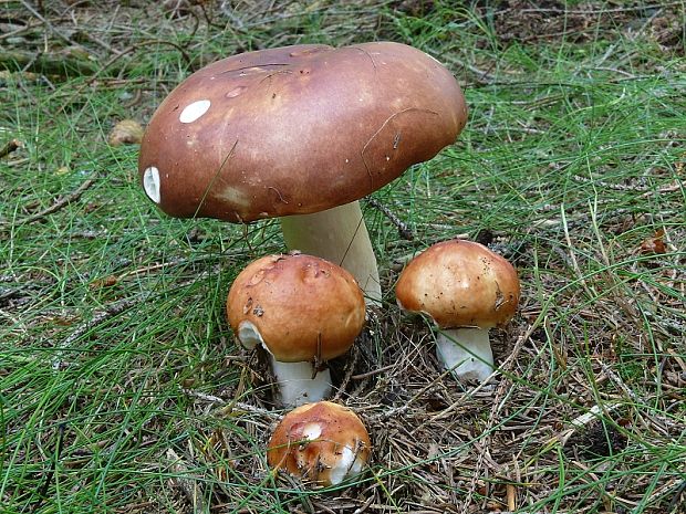 plávka jahodovočervená - Holubinka jahodová  Russula paludosa Britzelm.