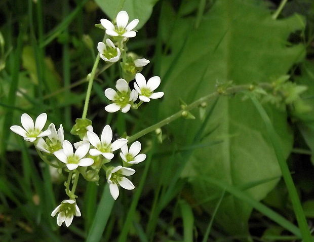 lomikameň cibulkatý Saxifraga bulbifera L.