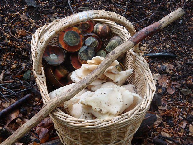 hríb zrnitohlúbikový, Hliva Sutorius luridiformis (Rostk.) G. Wu & Zhu L. Yang