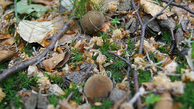 hríb zrnitohlúbikový Sutorius luridiformis (Rostk.) G. Wu & Zhu L. Yang