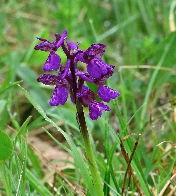 červenohlav obyčajný Anacamptis morio (L.) R. M. Bateman, A. M. Pringeon & M. W. Chase