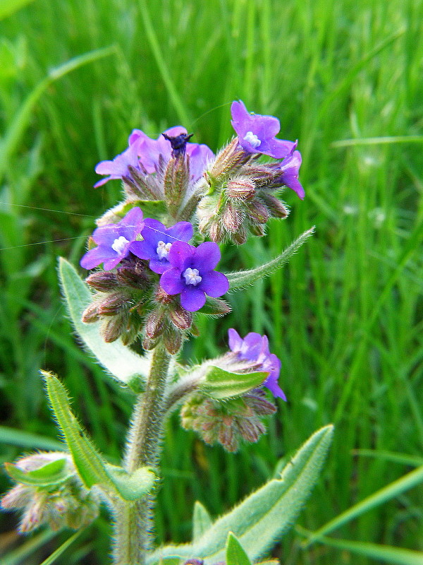 smohla lekárska Anchusa officinalis L.