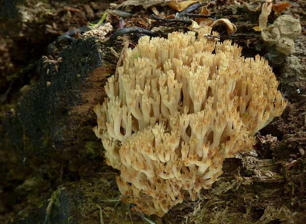 korunovec svietnikovitý Artomyces pyxidatus (Pers.) Jülich