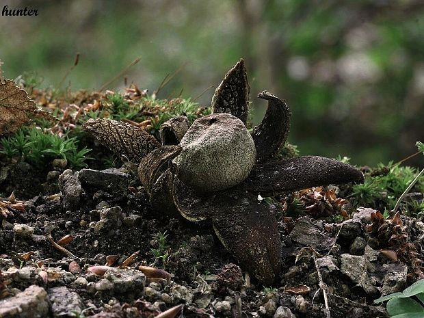 hviezdovec vlahojavný Astraeus hygrometricus (Pers.) Morgan