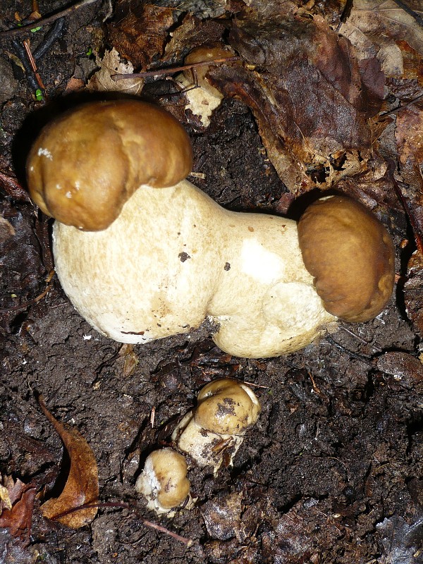 hríb dubový Boletus reticulatus Schaeff.