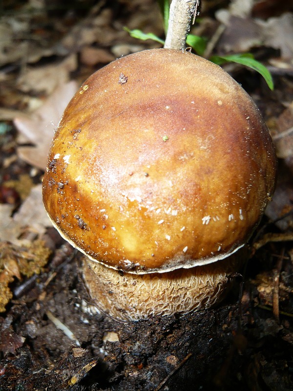 hríb dubový Boletus reticulatus Schaeff.