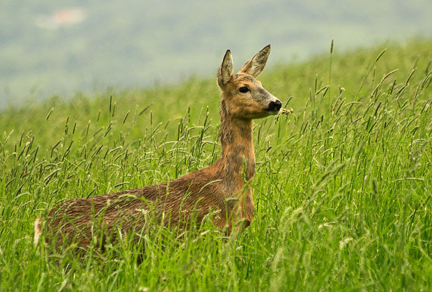 srna lesná Capreolus capreolus