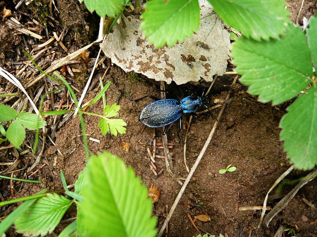 bystruška vráskavá Carabus intricatus