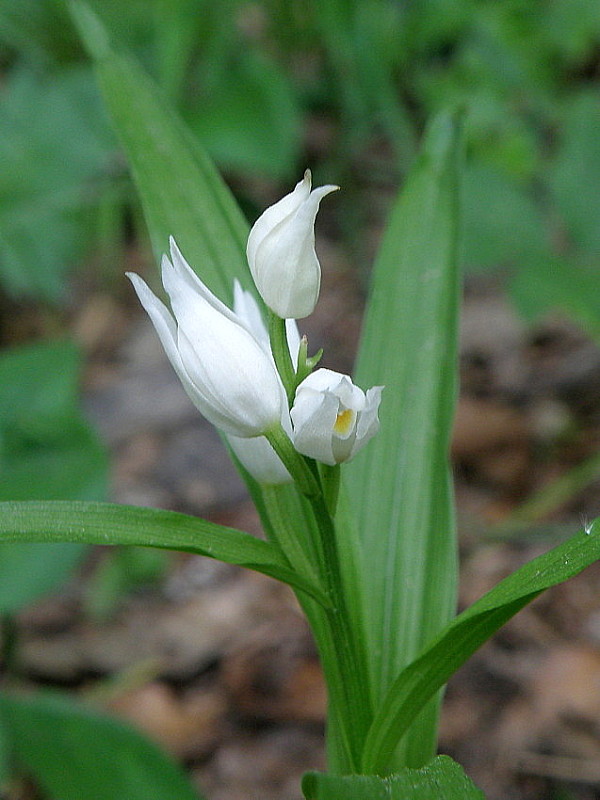 prilbovka dlholistá Cephalanthera longifolia (L.) Fritsch