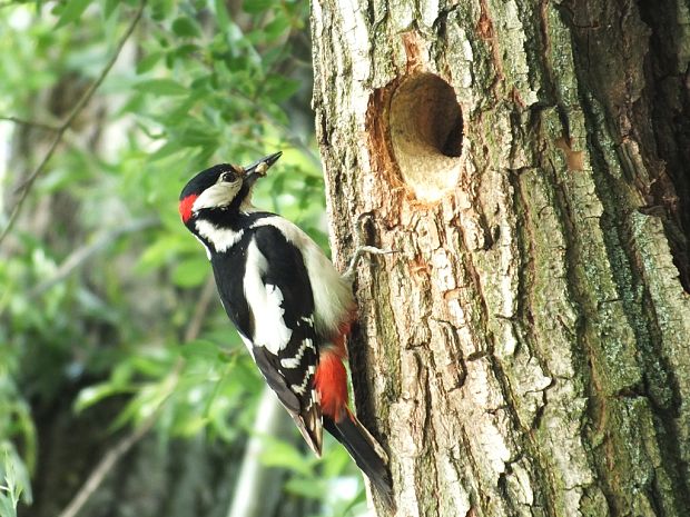 ďateľ veľký Dendrocopos major