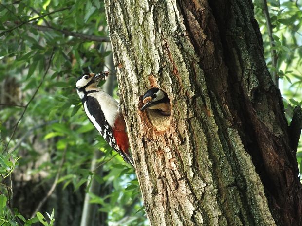 ďateľ veľký Dendrocopos major