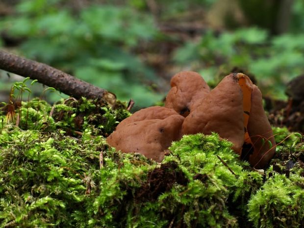 discinka hnedá Discina ancilis (Pers.) Sacc.