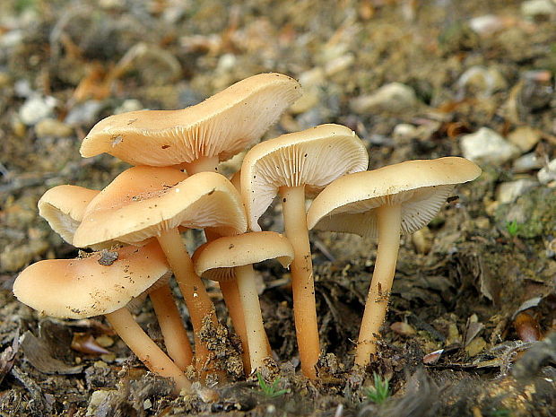 peniazovka bledá Gymnopus aquosus (Bull.) Antonín & Noordel.