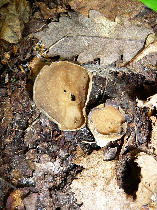 chriapač kalíškovitý Helvella acetabulum (L.) Quél.