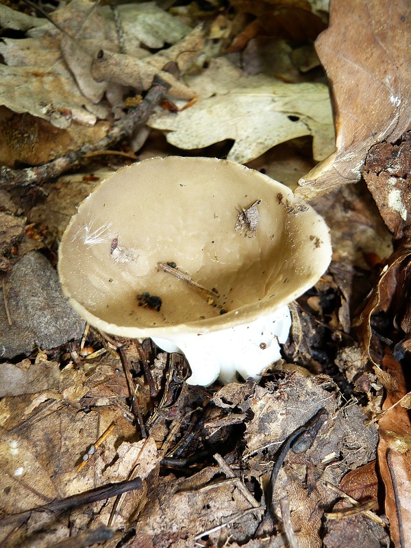 chriapač kalíškovitý Helvella acetabulum (L.) Quél.