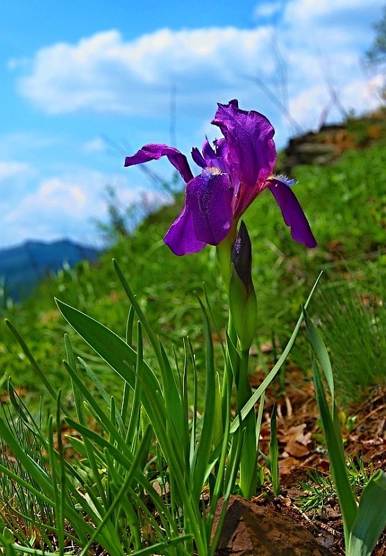 kosatec Iris aphylla subsp. hungarica  (Waldst. et Kit.) Hegi