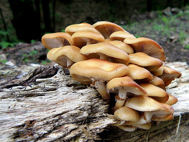 šupinačka menlivá Kuehneromyces mutabilis (Schaeff.) Singer & A.H. Sm.