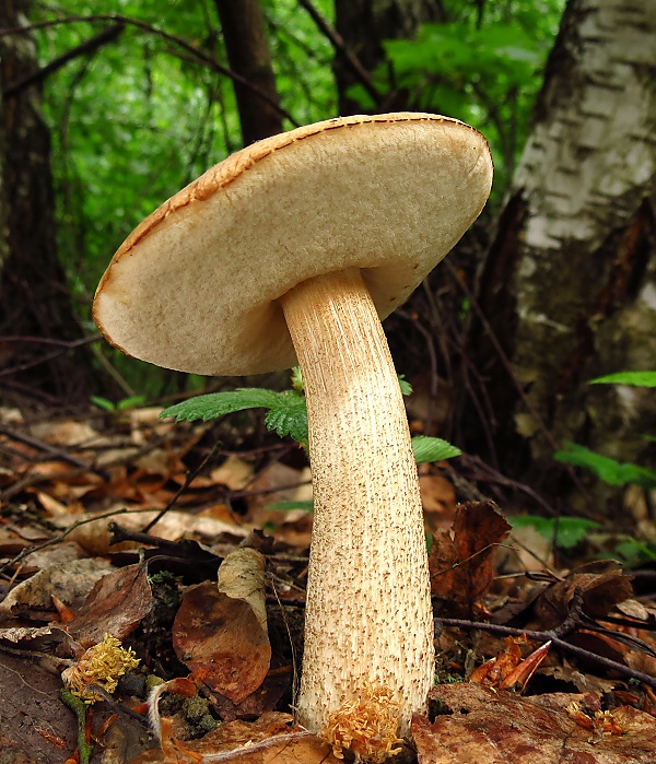 kozák brezový Leccinum scabrum (Bull.) Gray