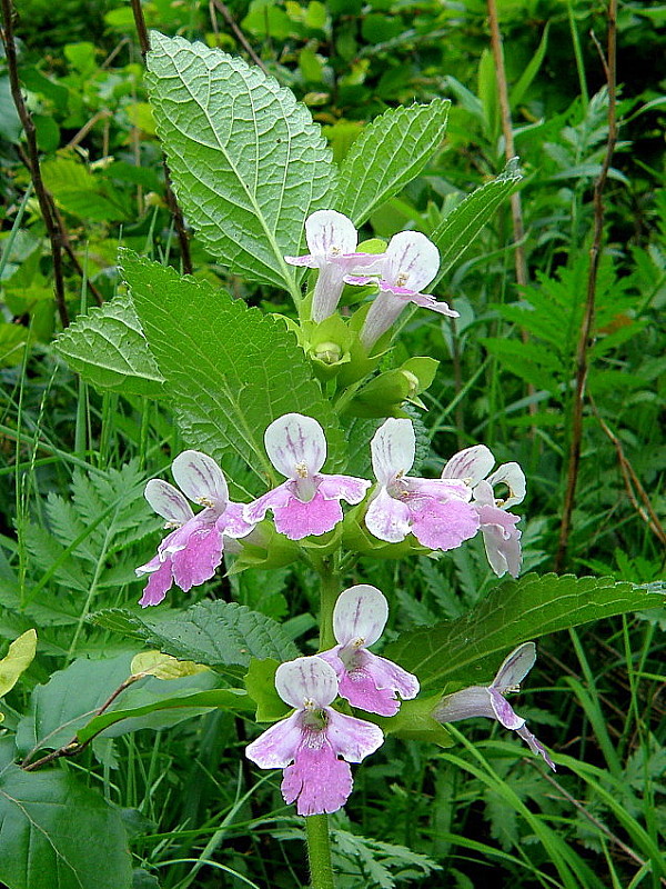 medúnka medovkolistá Melittis melissophyllum L.