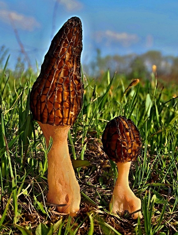 smrčok černastorebrový Morchella angusticeps Peck