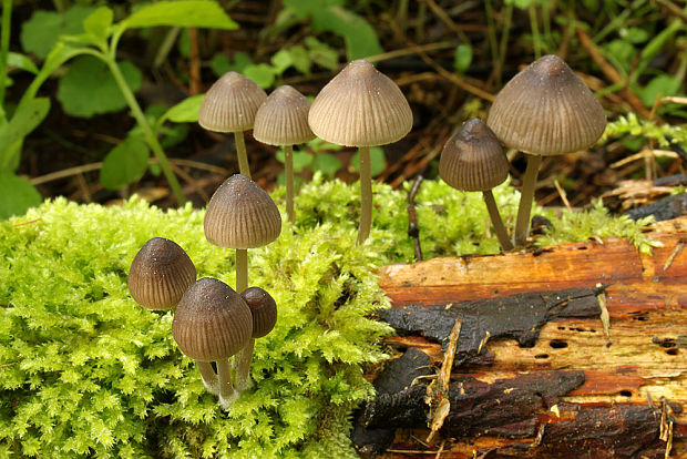 prilbička Mycena sp.