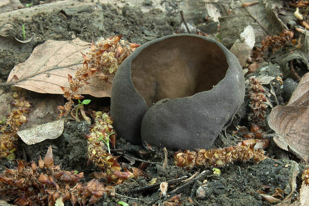 čiaška podvojná Phylloscypha phyllogena (Cooke) Van Vooren