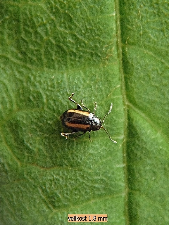 skočka Phyllotreta vittula L. Redtenbacher, 1849