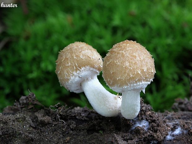 drobuľka Psathyrella sp.