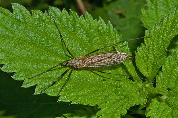 tipuľa Savtshenkia sp.