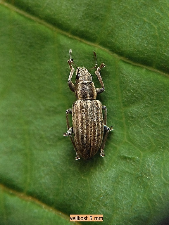 listárik   /   listopas čárkovaný Sitona lineatus Linnaeus, 1758