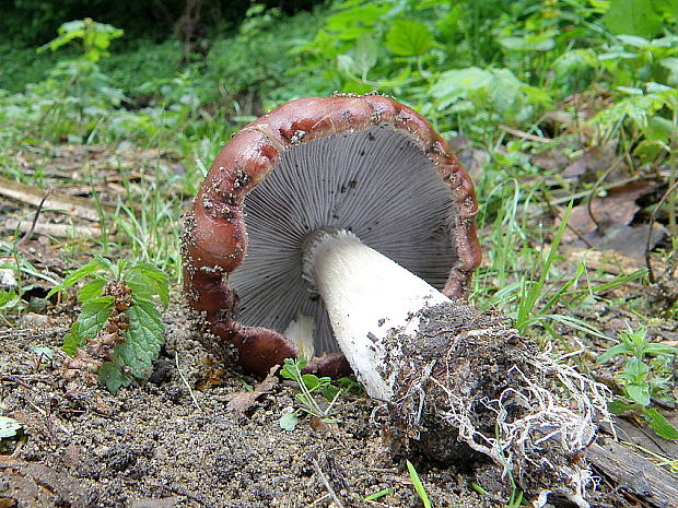 golierovka slamomilná Stropharia rugosoannulata Farl. ex Murrill