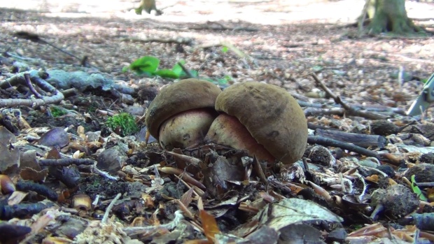 hríb zrnitohlúbikový Sutorius luridiformis (Rostk.) G. Wu & Zhu L. Yang